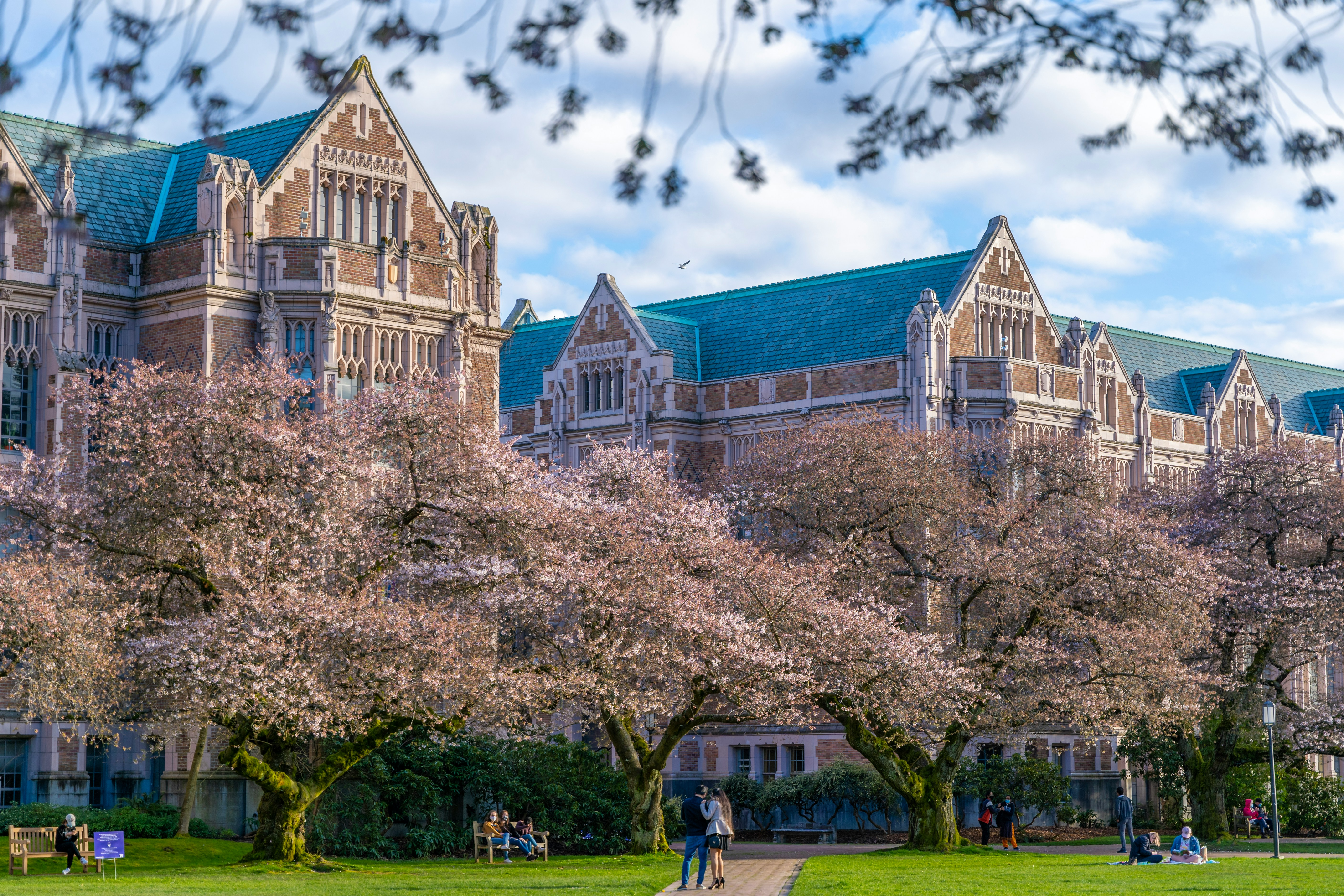 UW Quad Cherry Blossoms